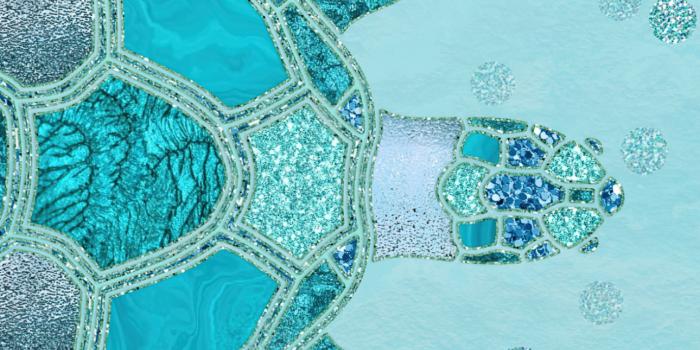 1290x2796 Turtle Wallpaper 4K, Turquoise background, Abstract, #10560