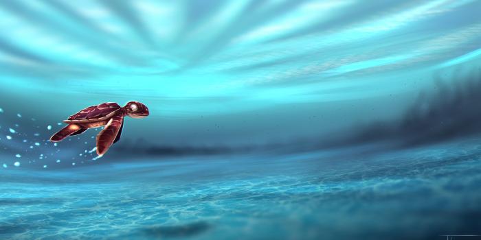 1920x1080 1920x1080 Turtle Baby In Water Artwork 5k Laptop Full HD 1080P HD 4k  Wallpapers, Images, Backgrounds, Photos and Pictures