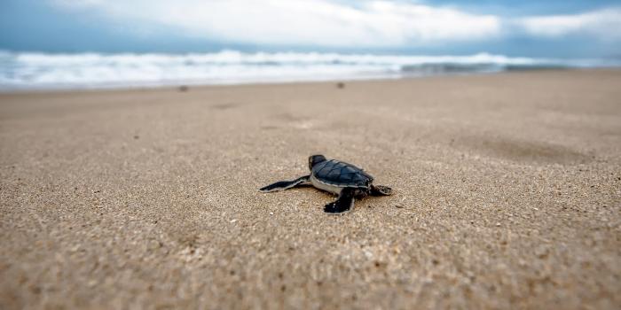 3840x2160 Baby Sea Turtle Wallpapers