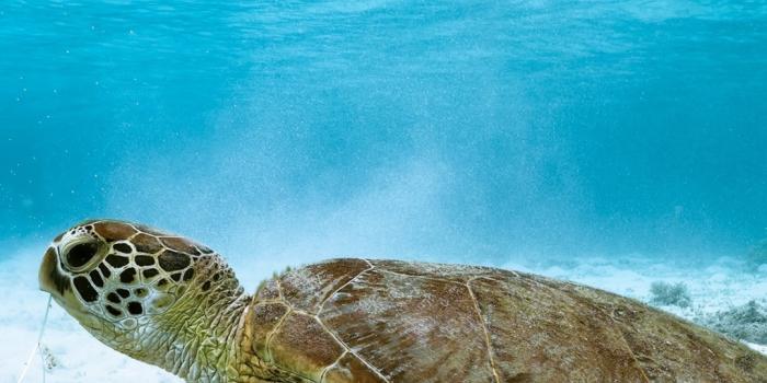 1080x1920 Sea Turtle phone wallpaper» 1080P, 2k, 4k Full HD Wallpapers, Backgrounds  Free Download | Wallpaper Crafter