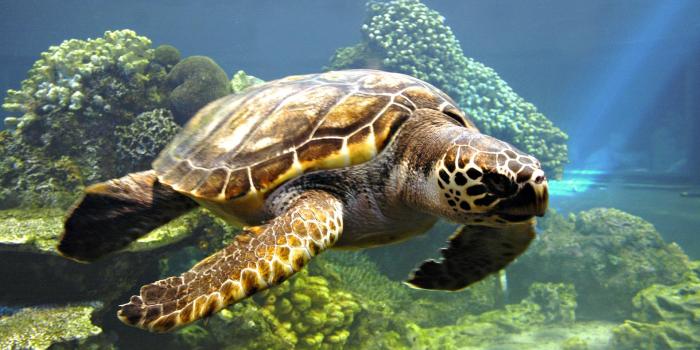 1920x1080 46+] Sea Turtle Wallpaper - WallpaperSafari