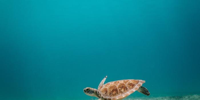 1000x1499 Turtle Swimming Pictures | Download Free Images on Unsplash