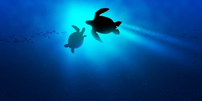 2560x1440 Baby Sea Turtle Wallpaper Desktop Background – Mekamak
