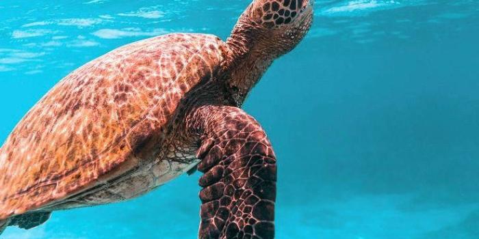 736x1103 Download A Sea Turtle Swimming In The Ocean Wallpaper | Wallpapers.com