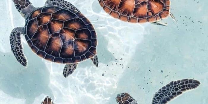 720x1280 Aesthetic Turtles Wallpapers
