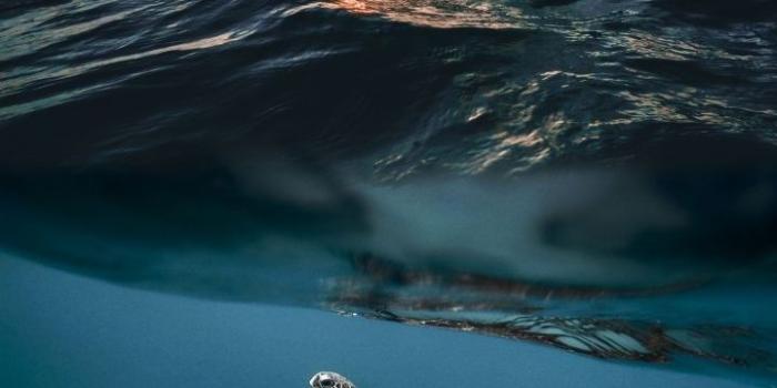 720x1280 Sea Turtles Wallpaper Explore more wallpaper.  https://www.whatspaper.com/sea-turtles-wallpaper-6/ | Sea turtle wallpaper, Turtle  wallpaper, Sea turtle pictures