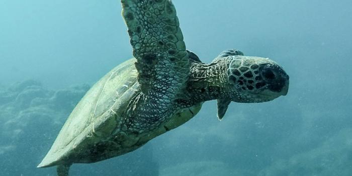 1080x1920 Turtle iPhone Wallpaper | iDrop News