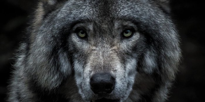 1000x1092 Wolf Wallpapers: Free HD Download [500+ HQ] | Unsplash