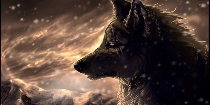 1920x1080 31 Cool Wolf Wallpapers - Wallpaperboat