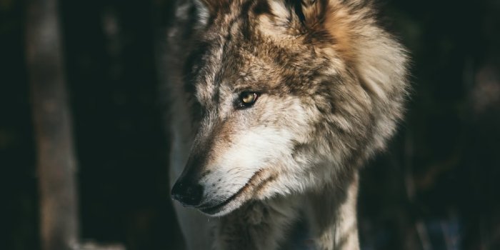 1000x1500 Wolf Wallpapers: Free HD Download [500+ HQ] | Unsplash