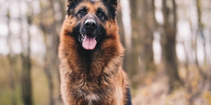 1000x1777 500+ German Shepherd Dog Pictures [HD] | Download Free Images on Unsplash