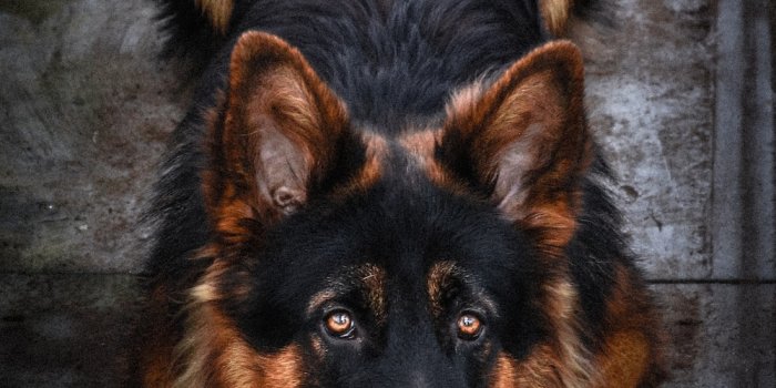 1000x1604 500+ German Shepherd Dog Pictures [HD] | Download Free Images on Unsplash