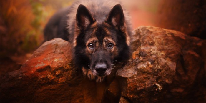 1920x1080 Free Shepherd Wallpaper Downloads, [100+] Shepherd Wallpapers for FREE |  Wallpapers.com