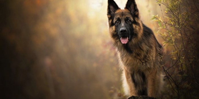 1920x1080 27 German Shepherd Dog Wallpapers - Wallpaperboat