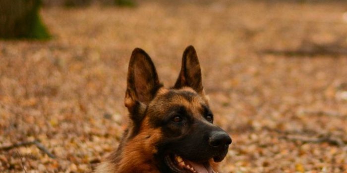 736x1308 German Shepherd iPhone wallpaper | German shepherd wallpaper, German  shepherd photos, Cute dog wallpaper