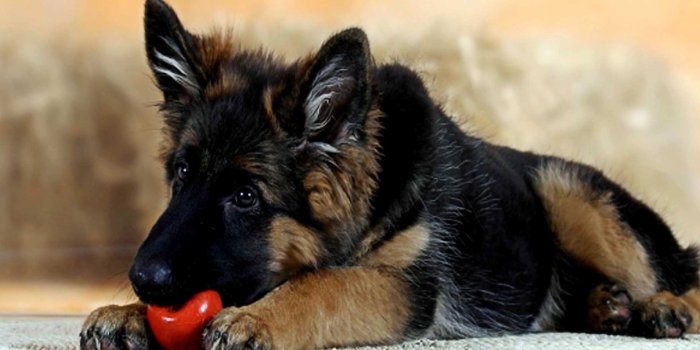 1920x1200 46+] German Shepherd Background Wallpaper - WallpaperSafari