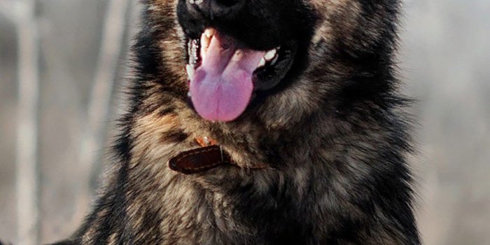 950x1689 German Shepherd Pet Dog Snow 4K Ultra HD Mobile Wallpaper | Snow dogs, German  shepherd wallpaper, Dogs