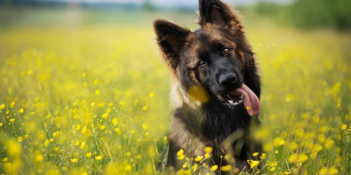 1920x1160 Free German Shepherd Wallpaper Downloads, [100+] German Shepherd Wallpapers  for FREE | Wallpapers.com
