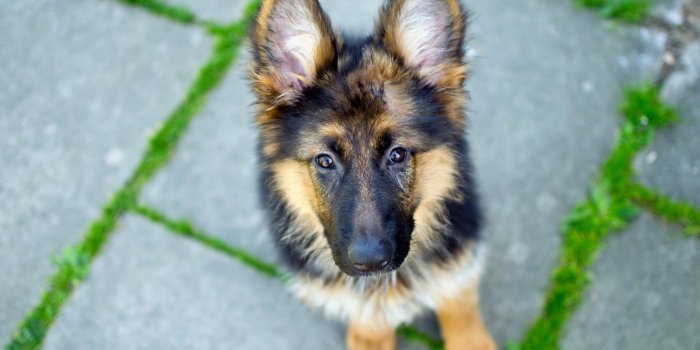 1332x850 Wallpaper look, Dog, German Shepherd images for desktop, section собаки -  download