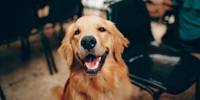 5257x3505 Golden Retriever Photos, Download The BEST Free Golden Retriever Stock  Photos & HD Images