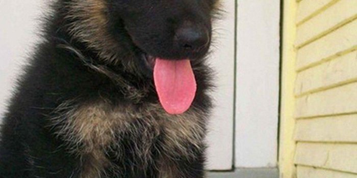 1080x1920 German Shepherd iPhone Wallpapers
