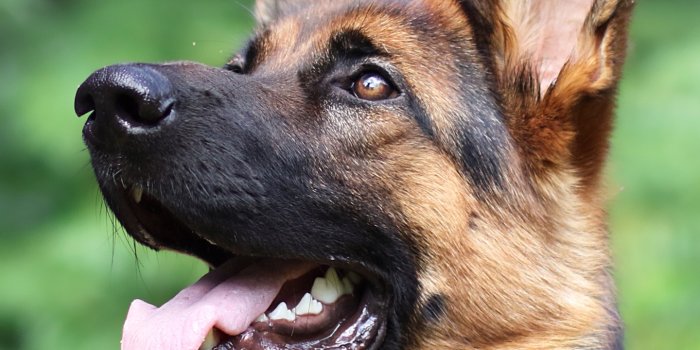 1440x2560 Wallpaper ID: 330234 / Animal German Shepherd Phone Wallpaper, Blur, Dog,  1440x2560 free download
