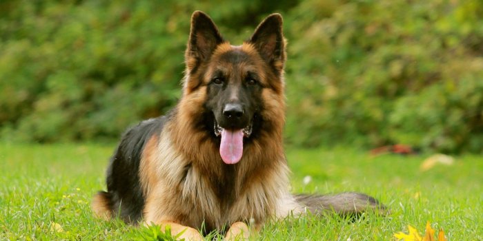 1920x1200 German Shepherd Wallpapers - Top Free German Shepherd Backgrounds -  WallpaperAccess
