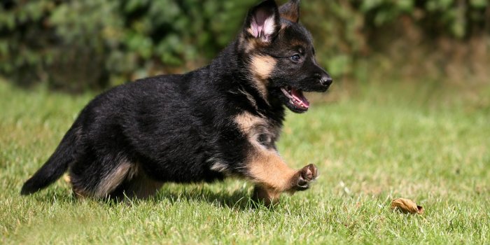 1332x850 Wallpaper puppy, dog, pet, German Shepherd images for desktop, section  собаки - download