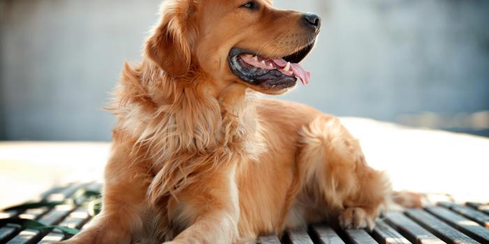 2560x1600 Retriever 4K wallpapers for your desktop or mobile screen free and easy to  download