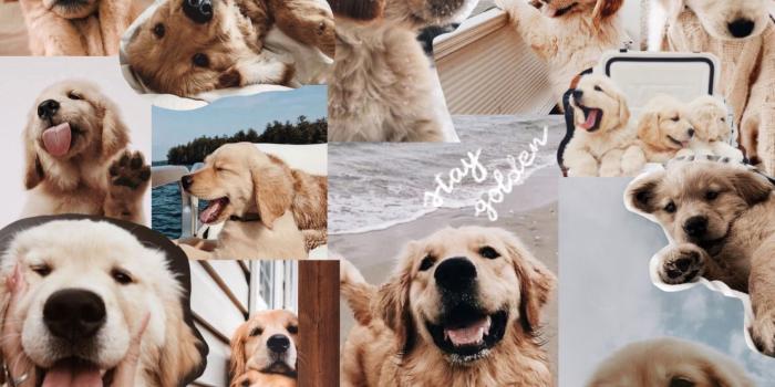 1689x1180 Stay Golden | Cute dog wallpaper, Golden retriever, Golden retriever  wallpaper