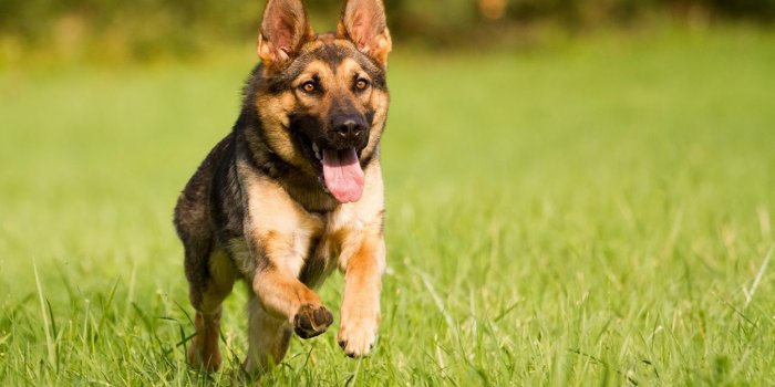 1350x900 Free download German Shepherd Wallpaper HD Wallpapers Backgrounds of  [1350x900] for your Desktop, Mobile & Tablet | Explore 74+ German Shepherd  Wallpaper | German Shepherd Dog Wallpaper, German Shepherd Wallpaper and  Screensavers,