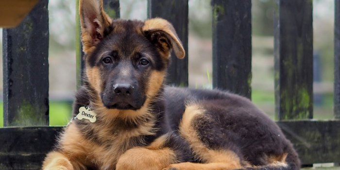 1920x1080 Puppy German Shepherds Wallpapers