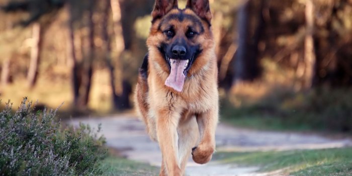 1600x1200 470+ German Shepherd HD Wallpapers and Backgrounds