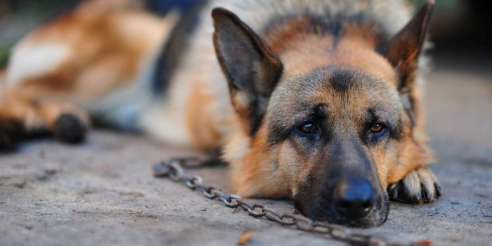 1366x768 Download wallpaper 1366x768 dog, german shepherd, chain, stay tablet,  laptop hd background