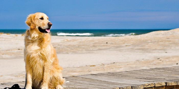 2560x1440 Golden Retrievers Wallpapers