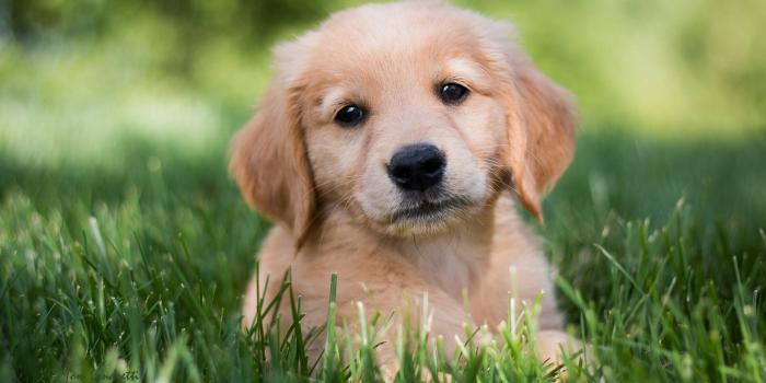 2560x1440 1584 golden retriever dog puppy - Rare Gallery HD Wallpapers