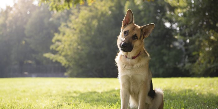 1920x1281 My German Shepherd HD Wallpapers New Tab Theme - MyStart