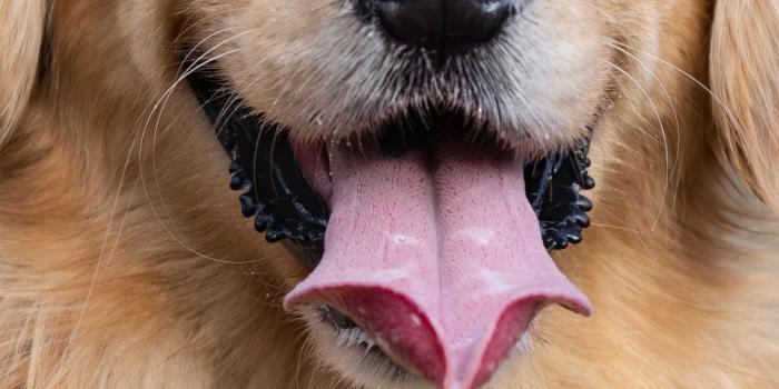 1644x3840 Wallpaper ID: 298922 / Animal Golden Retriever Phone Wallpaper, Dog,  1644x3840 free download