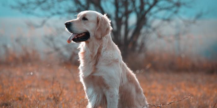 2560x1600 Free download Download hd 2560x1600 Golden Retriever desktop wallpaper  ID211780 [2560x1600] for your Desktop, Mobile & Tablet | Explore 53+ Retriever  Wallpaper | Golden Retriever Backgrounds, Labrador Retriever Wallpaper, Golden  Retriever Wallpaper