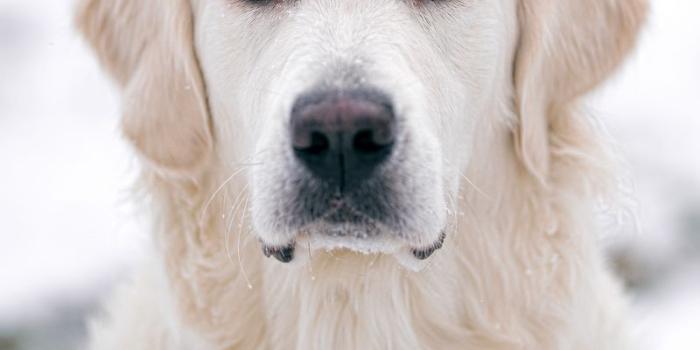 800x1420 Download wallpaper 800x1420 golden retriever, dog, white, pet iphone  se/5s/5c/5 for parallax hd background
