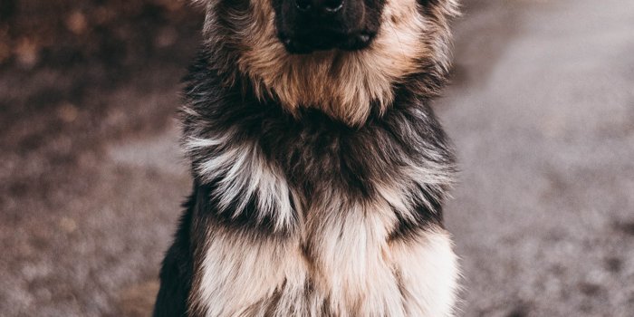 2160x3840 German Shepherd Dog Sits 4K Ultra HD Mobile Wallpaper