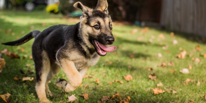 1920x1080 german, Shepherd, Dog Wallpapers HD / Desktop and Mobile Backgrounds