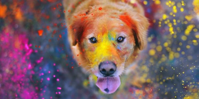 1200x750 Wallpaper Golden Retriever Puppy With Pink and Blue Lights, Background -  Download Free Image