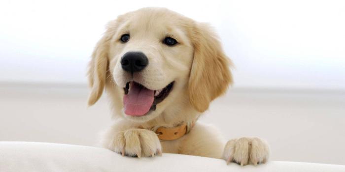 1920x1200 Free Golden Retriever Wallpaper Downloads, [100+] Golden Retriever  Wallpapers for FREE | Wallpapers.com