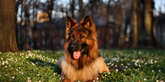 1920x1200 45+] Free German Shepherd Wallpaper Pictures - WallpaperSafari