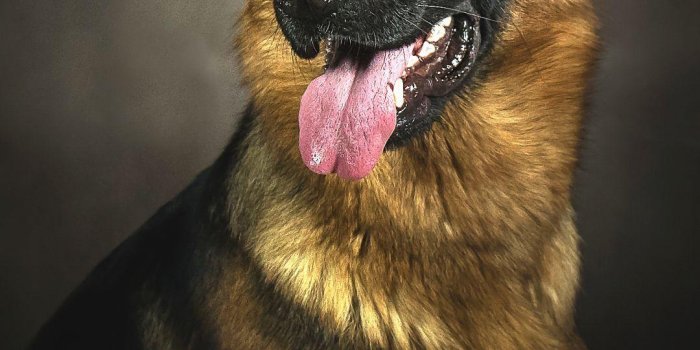 1080x1920 Black German Shepherd Wallpapers