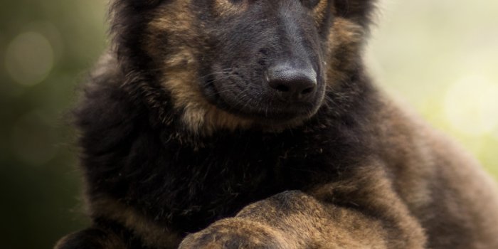 1080x1920 Wallpaper ID: 394929 / Animal German Shepherd Phone Wallpaper, Dog, Baby  Animal, Puppy, 1080x1920 free download