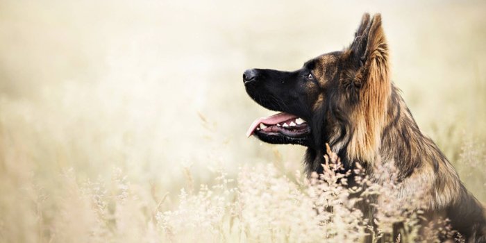 1920x1080 Download Stunning German Shepherd Dog Wallpaper | Wallpapers.com