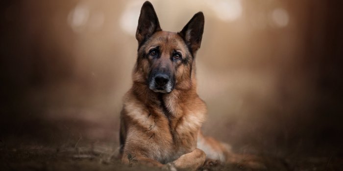 1332x850 Wallpaper look, face, background, portrait, dog, bokeh, German shepherd  images for desktop, section собаки - download