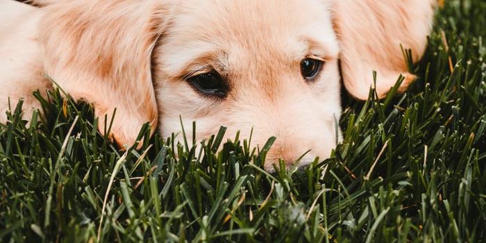 938x1668 Download wallpaper 938x1668 golden retriever, puppy, dog, grass, lies  iphone 8/7/6s/6 for parallax hd background